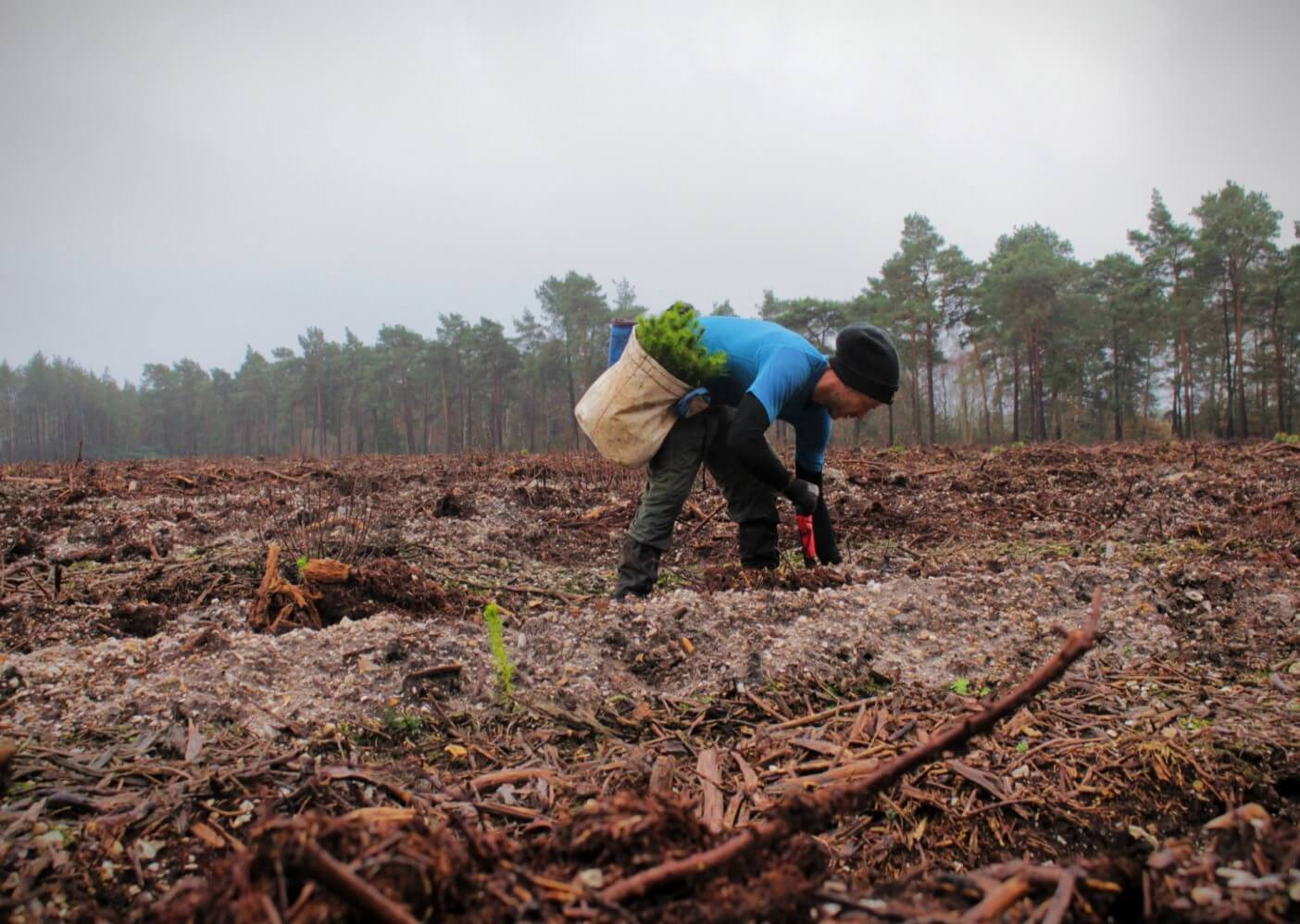 The Benefits Of Restoring Biodiversity Creating Tomorrow S Forests
